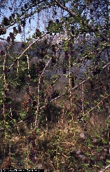 Larix decidua 