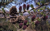 Larix decidua 