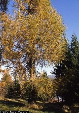 Larix decidua 