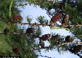 Larix decidua 