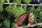 Larix decidua 