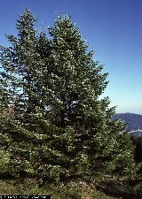 Abies alba 