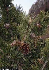 Pinus mugo 