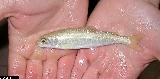 Salmo carpio - ASA1_0001 Salmo carpio - ASA1_0001