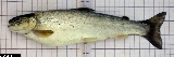 Salmo carpio - ASA1_0002 Salmo carpio - ASA1_0002