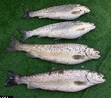 Salmo carpio - ASA1_0003 Salmo carpio - ASA1_0003
