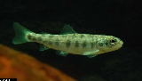 Salmo carpio - ASA1_0004 Salmo carpio - ASA1_0004