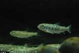 Salmo carpio - ASA1_0005 Salmo carpio - ASA1_0005