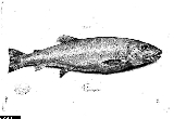 Salmo carpio - ASA1_0007 Salmo carpio - ASA1_0007