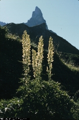 BAM0266_14.jpg - Aconitum lamarckii