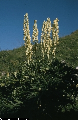 BAM0266_15.jpg - Aconitum lamarckii