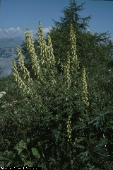 BAM0266_18.jpg - Aconitum lamarckii