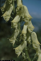 BAM0267_01.jpg - Aconitum lamarckii