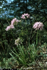 BAM0299_11.jpg - Allium lusitanicum
