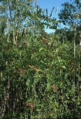 BAM0341_14.jpg - Amorpha fruticosa