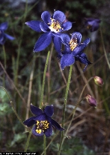 Aquilegia thalictrifolia