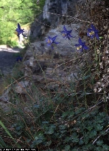 Aquilegia thalictrifolia