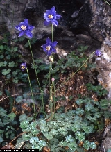 Aquilegia thalictrifolia Aquilegia thalictrifolia