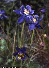 Aquilegia thalictrifolia Aquilegia thalictrifolia
