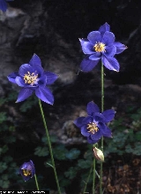 Aquilegia thalictrifolia Aquilegia thalictrifolia