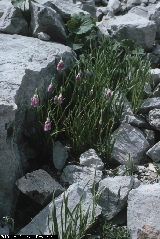 BAM0375_20.jpg - Allium insubricum