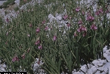 BAM0376_05.jpg - Allium insubricum