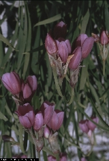 BAM0376_09.jpg - Allium insubricum