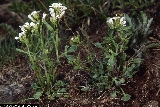 Cardamine resedifolia Cardamine resedifolia