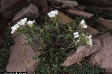 Cardamine resedifolia Cardamine resedifolia