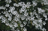 BAM0421_08.jpg - Allium napolitanum