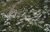 BAM0421_09.jpg - Allium napolitanum