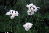 BAM0428_12.jpg - Allium roseum