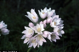 BAM0428_13.jpg - Allium roseum