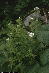 BAM0436_17.jpg - Achillea macrophylla
