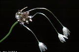 BAM0464_20.jpg - Allium oleacerum