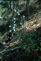 BAM0494_13.jpg - Adenophora liliifolia