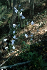 BAM0494_16.jpg - Adenophora liliifolia