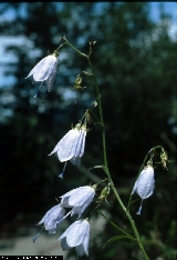 BAM0494_17.jpg - Adenophora liliifolia