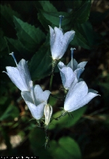 BAM0494_19.jpg - Adenophora liliifolia