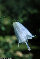 BAM0495_03.jpg - Adenophora liliifolia