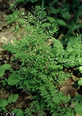 Cardamine impatiens - ASA1_0009