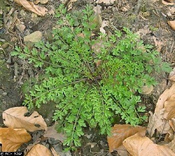 Cardamine impatiens - ASA1_0010