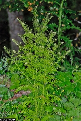 Cardamine impatiens - ASA1_0011