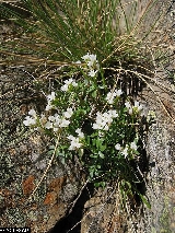 Cardamine resedifolia - ASA1_0013 Cardamine resedifolia - ASA1_0013