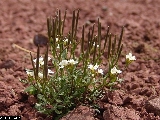 Cardamine resedifolia - ASA1_0014 Cardamine resedifolia - ASA1_0014