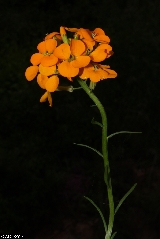 Erysimum aurantiacum - ASA1_0016