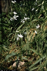 BAM0506_05.jpg - Allium napolitanum