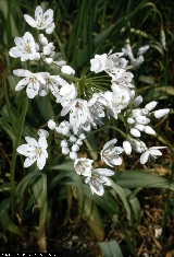 BAM0506_10.jpg - Allium napolitanum