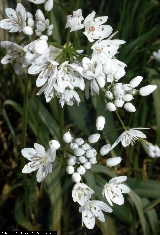 BAM0506_11.jpg - Allium napolitanum