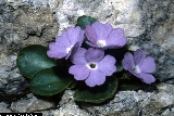 BAM0542_11.jpg - Primula recubariensis